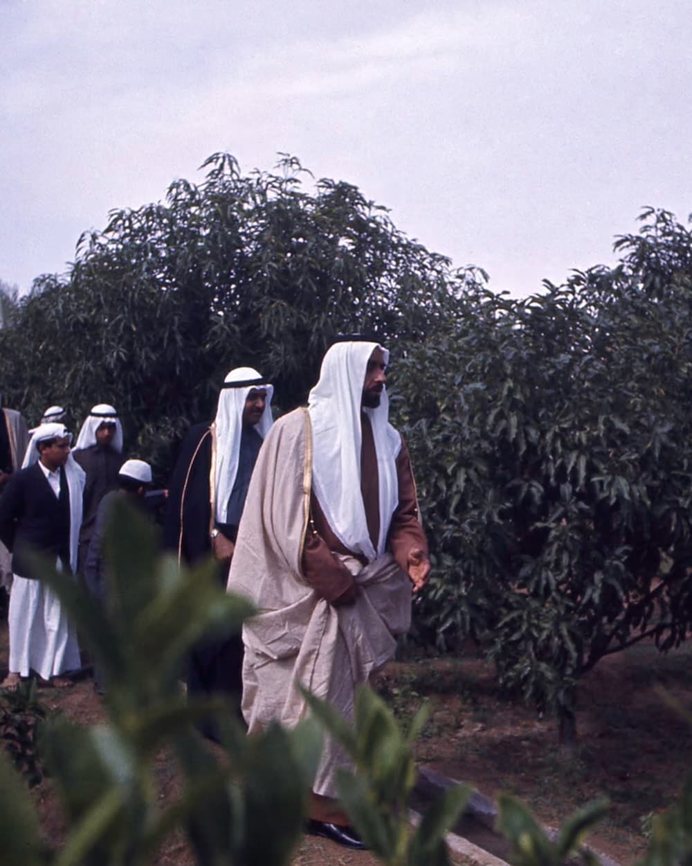 الشيخ زايد وآخرون يسيرون في مزرعة خضراء مروية وسط الصحراء.